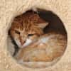 Etwas scheuer Kater George