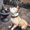 Amaro sucht ein Zuhause
