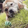 Amaro sucht ein Zuhause