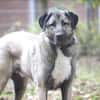 Duman sucht ein erfahrenes Zuhause