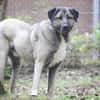 Duman sucht ein erfahrenes Zuhause