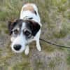 Sanfte Nele🌺 sucht liebe Hundekenner