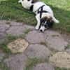 Sanfte Nele🌺 sucht liebe Hundekenner