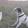 Sanfte Nele🌺 sucht liebe Hundekenner