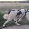 Sanfte Nele🌺 sucht liebe Hundekenner