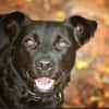Roxy sucht ein Zuhause