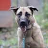 Bailey sucht ein großes Zuhause