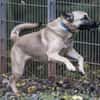 Bailey sucht ein großes Zuhause
