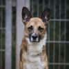 Lennox sucht ein Zuhause