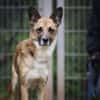 Lennox sucht ein Zuhause