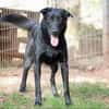 Cooper sucht ein Zuhause