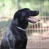 Cooper sucht ein Zuhause