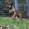 Tollpatsch Goofy sucht ein Zuhause