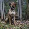 Tollpatsch Goofy sucht ein Zuhause