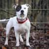 Dragosch sucht ein Zuhause