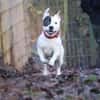 Dragosch sucht ein Zuhause