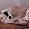 Dragosch sucht ein Zuhause