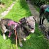 Bonnie, freundlich, ruhig und lieb