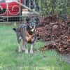 Bonnie, freundlich, ruhig und lieb