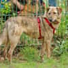 Gambit sucht ein ruhiges Zuhause