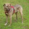 Gambit sucht ein ruhiges Zuhause