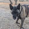 DAFNE, w., kastr., Malinois, 65 cm