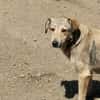 Sandy sucht ein Zuhause