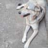 Sandy sucht ein Zuhause