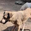 Sandy sucht ein Zuhause