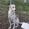 Lobo sucht sein Zuhause