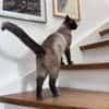 Yoki eine Bilderbuchkatze in Bayern