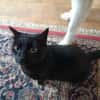 Isidora (FIV+) - sehr lieb & freundlich