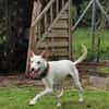 Zarter kleiner Podenco sucht sein Zuhaus
