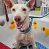 Zarter kleiner Podenco sucht sein Zuhaus
