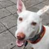 Zarter kleiner Podenco sucht sein Zuhaus