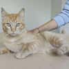 Isidro - liebenswerter roter Tiger