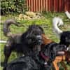 Wooly- sucht dringend erfahrenes Zuhause
