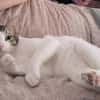 Raúl - zutraulicher, anhänglicher Kater