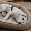 Sparky Golden Retriever Mischling