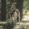 Inka1 sucht ein Zuhause