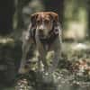 Inka1 sucht ein Zuhause