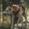 Inka1 sucht ein Zuhause