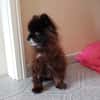 Teddy...Nerina
