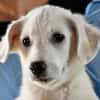Adoptieren Sie Guendalino?