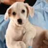 Adoptieren Sie Guendalino?