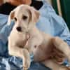 Adoptieren Sie Guendalino?
