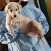 Adoptieren Sie Guendalino?