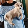 Adoptieren Sie Guendalino?