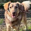 ARTUR, Mix, geb. 09/2024