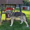 ARTUR, Mix, geb. 09/2024